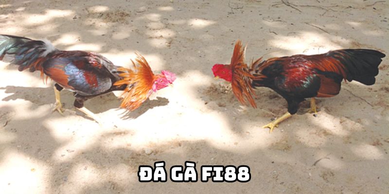 da-ga-fi88--sanh-cuoc-da-ga-duoc-nhieu-nguoi-yeu-thich-2289