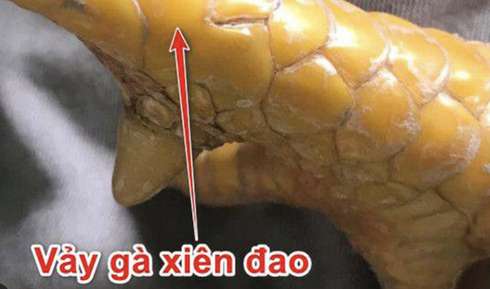 tim-hieu-ky-nang-von-co-cua-ga-co-vay-xuyen-dao-3666