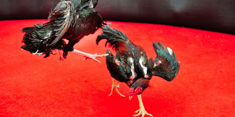 central-region-cockfighting-interesting-things-you-should-know-about-thanh-hoa-and-nghe-an-3777