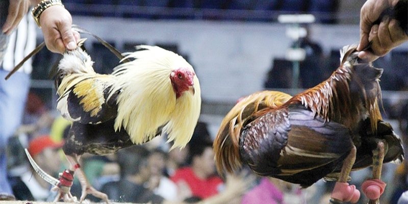 da-ga-cua-dao--man-dau-huyet-chien-dinh-cao-danh-cho-nhung-trai-tim-nong-4685
