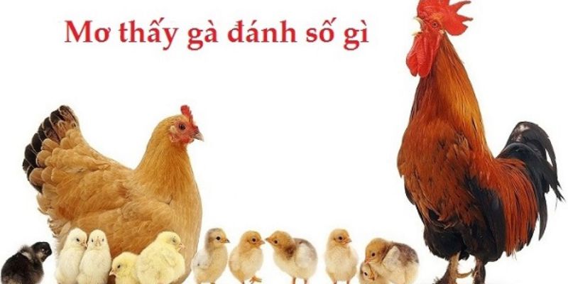 hinh-anh-mo-thay-ga-danh-con-so-dung-de-may-man-1500-0