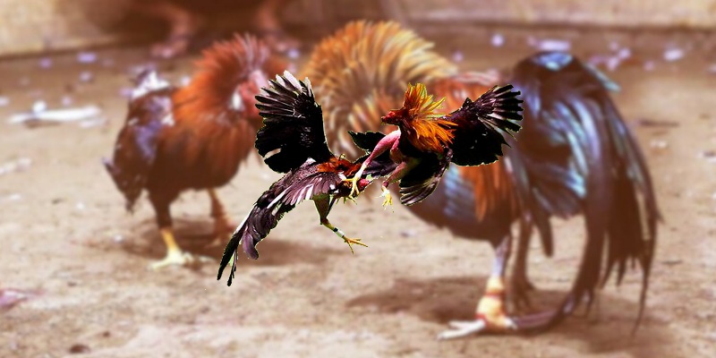 hinh-anh-nha-cai-dn88-diem-den-giai-tri-truc-tuyen-uy-tin-1