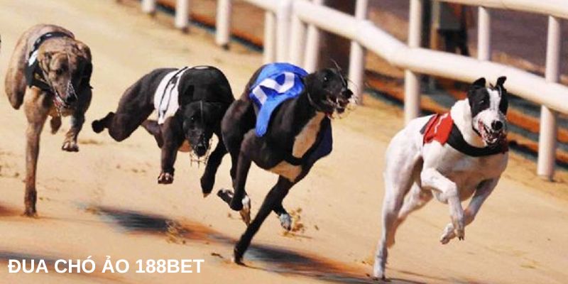 hinh-anh-dua-cho-ao-188bet-bat-mi-meo-choi-bach-chien-bach-thang-2647-0