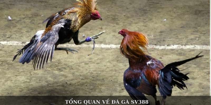 hinh-anh-da-ga-sv388--san-choi-truc-tuyen-hap-dn-cho-cuoc-thu-dam-me-2982-0