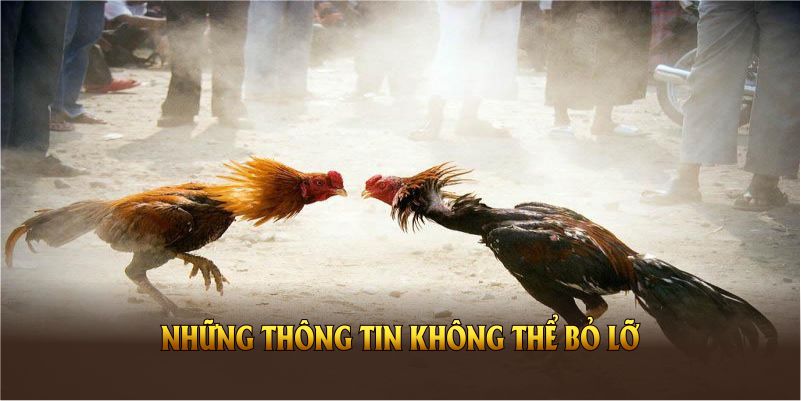 hinh-anh-da-ga-sv388-va-nhung-uu-dai-hap-dn-danh-cho-ban-2025-3764-0