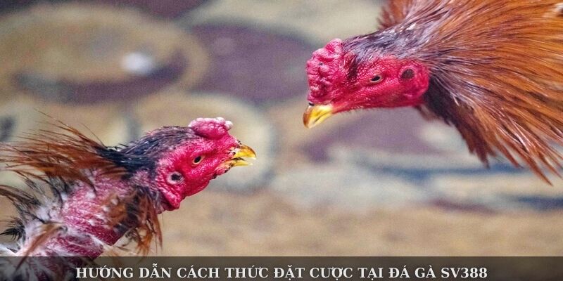 hinh-anh-da-ga-sv388--san-choi-truc-tuyen-hap-dn-cho-cuoc-thu-dam-me-2982-2