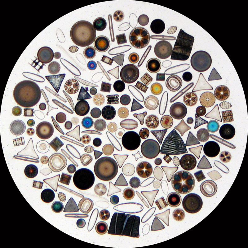 hinh-anh-su-that-thu-vi-ve-silicon-20-5