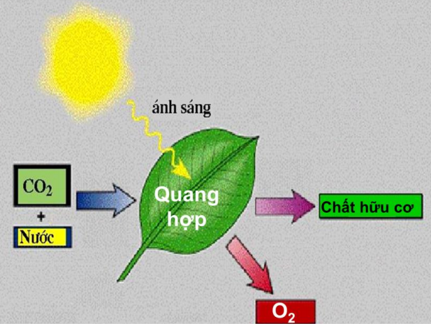 hinh-anh-O2-oxi-163-1