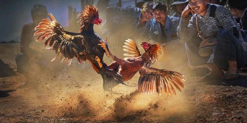 hinh-anh-thuc-pham-cho-ga-choi-che-do-an-ly-tuong-de-nang-cao-suc-manh-va-hieu-suat-2974-0