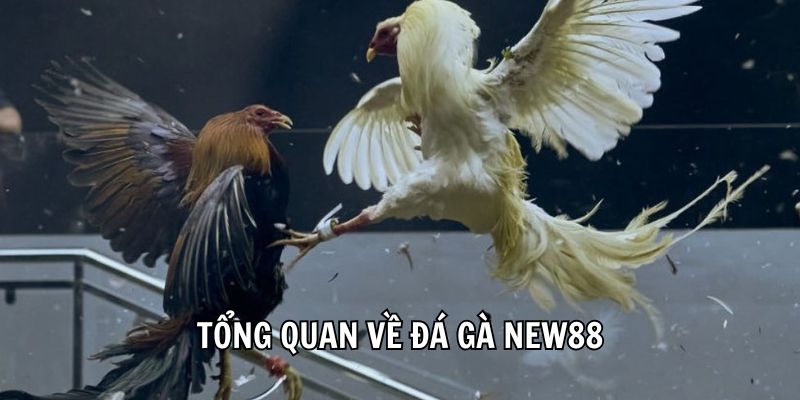 hinh-anh-da-ga-new88-san-choi-choi-ke-dang-cap-danh-cho-cuoc-thu-2409-0