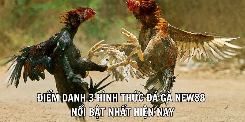 hinh-anh-da-ga-new88-san-choi-choi-ke-dang-cap-danh-cho-cuoc-thu-2409-2