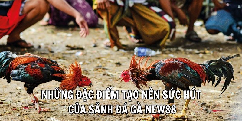 hinh-anh-da-ga-new88-san-choi-choi-ke-dang-cap-danh-cho-cuoc-thu-2409-1