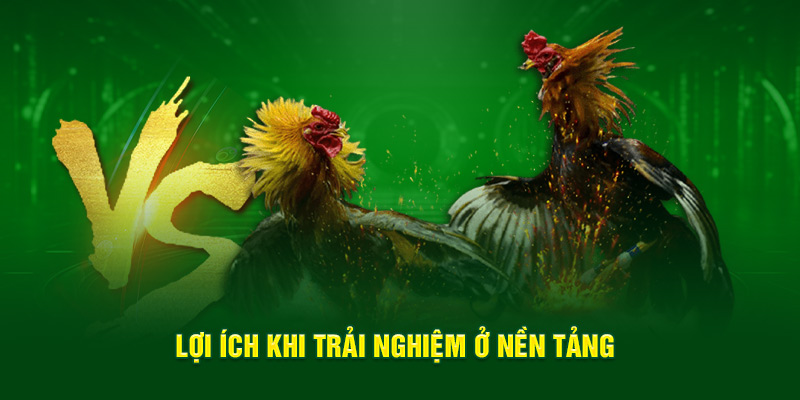 hinh-anh-da-ga-ok365--san-choi-truc-tuyen-dinh-cao-ty-le-cuoc-hap-dn-3717-3
