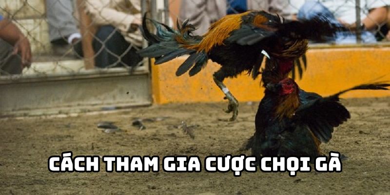 hinh-anh-da-ga-fi88--sanh-cuoc-da-ga-duoc-nhieu-nguoi-yeu-thich-2289-2