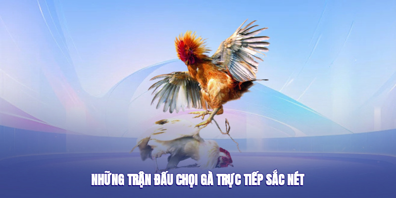 hinh-anh-da-ga-88aa--trai-nghiem-choi-ga-uy-tin-xanh-chin-dinh-cao-2025-4849-1