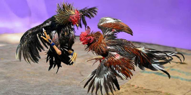 hinh-anh-da-ga-yo88-chien-truong-dau-tranh-khoc-liet-kich-tinh-2513-0