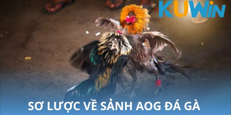 hinh-anh-sanh-aog-da-ga-khong-gian-ca-cuoc-thu-hut-so-1-hien-nay-3125-0