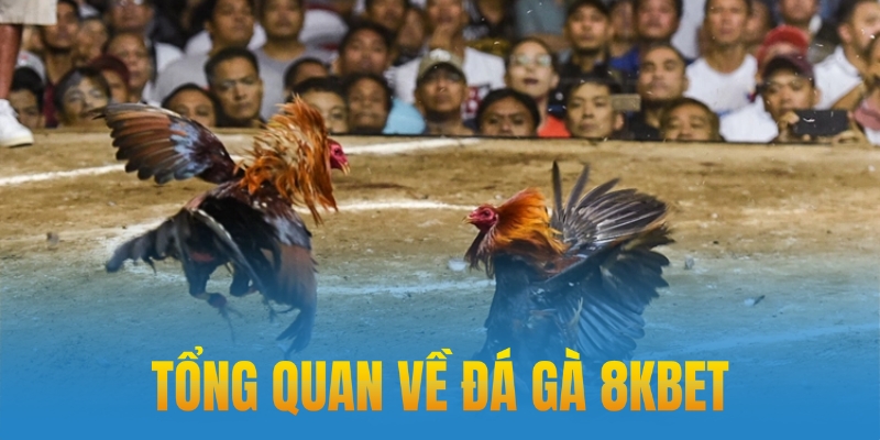 hinh-anh-da-ga-8kbet-noi-hoi-tu-nhung-cuoc-chien-dinh-cao-2616-0