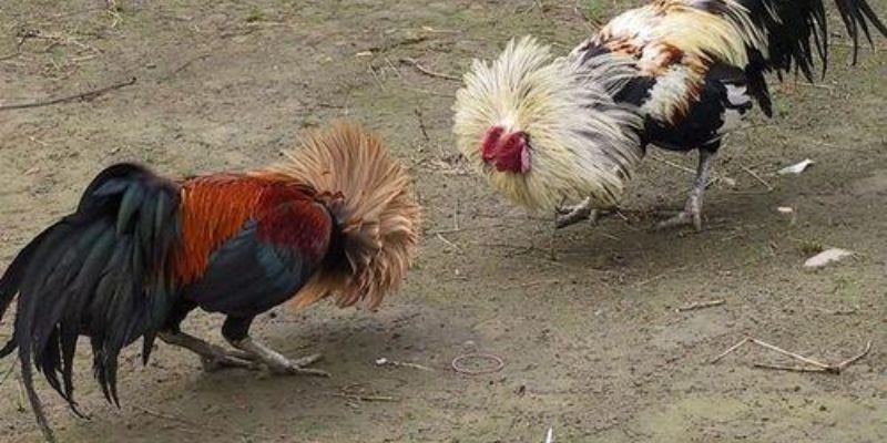 hinh-anh-da-ga-cua-sat-ky-thuat-chien-thuat-va-ca-cuoc-chuan-4348-2