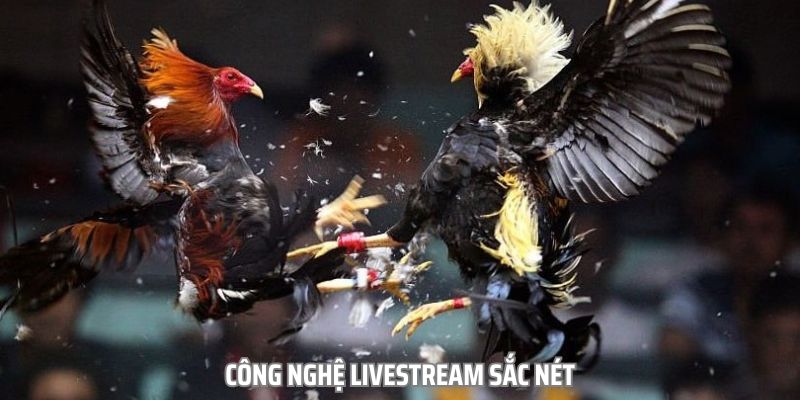 hinh-anh-trai-nghiem-tro-choi-giai-tri-dinh-cao-tai-sanh-game-da-ga-3305-1