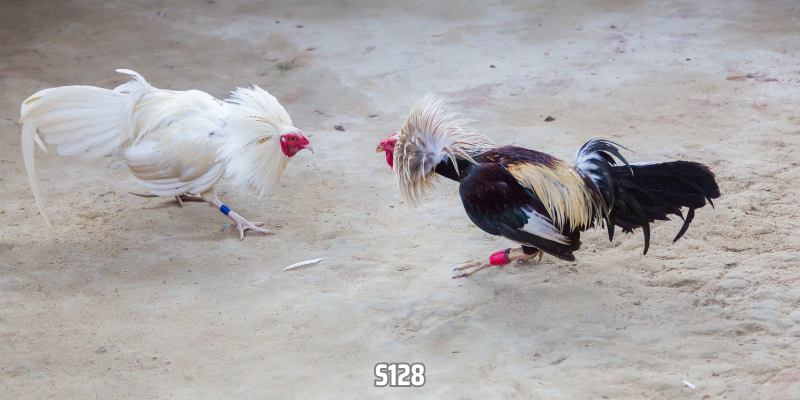 hinh-anh-da-ga-truc-tuyen-hinh-thuc-cuoc-an-khach-tai-san-choi-vin88-2840-1