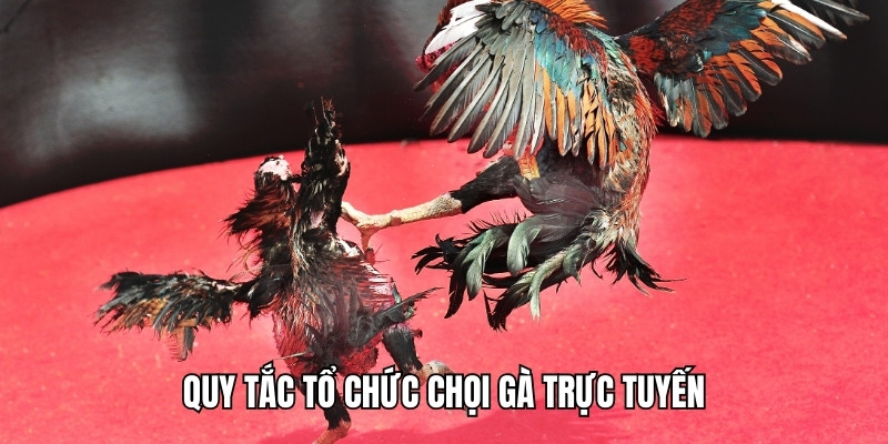 hinh-anh-da-ga-xoso333-san-choi-quy-tu-nhung-chien-ke-hang-dau-3293-2