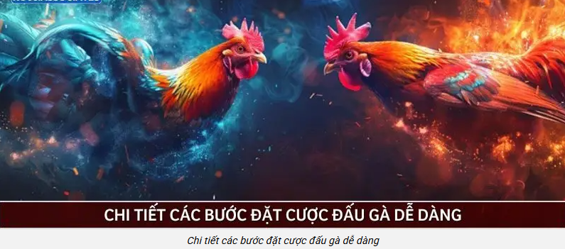 hinh-anh-chien-luoc-quan-von-da-ga-ko66-ky-luat-thang-cam-xuc-5342-2
