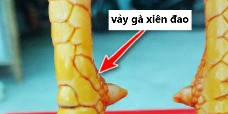 hinh-anh-tim-hieu-ky-nang-von-co-cua-ga-co-vay-xuyen-dao-3666-1