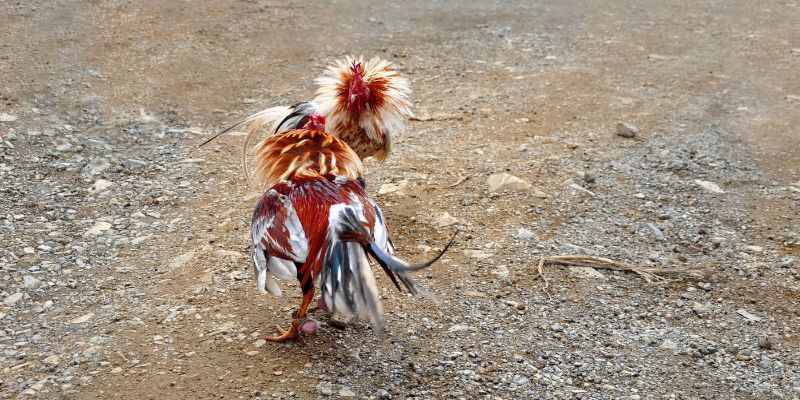 hinh-anh-central-region-cockfighting-interesting-things-you-should-know-about-thanh-hoa-and-nghe-an-3777-0
