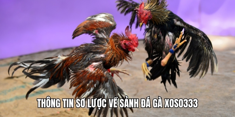 hinh-anh-da-ga-xoso333-san-choi-quy-tu-nhung-chien-ke-hang-dau-3293-0