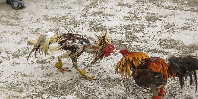 hinh-anh-ga-choi-co-suc-manh-kham-pha-nghe-thuat-va-bi-quyet-dang-sau-chien-thang-3730-1