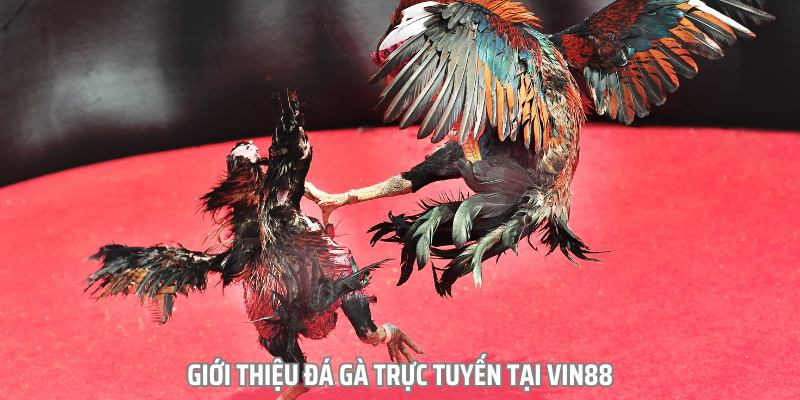 hinh-anh-da-ga-truc-tuyen-hinh-thuc-cuoc-an-khach-tai-san-choi-vin88-2840-0