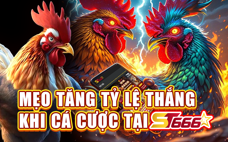 hinh-anh-st666-trai-nghiem-dau-truong-ga-hap-dn-bac-nhat-hien-nay-5112-0