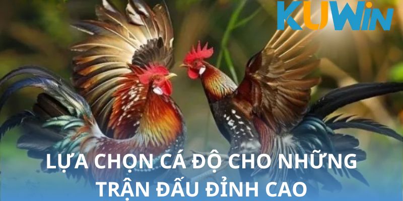 hinh-anh-sanh-aog-da-ga-khong-gian-ca-cuoc-thu-hut-so-1-hien-nay-3125-1