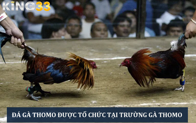 hinh-anh-da-ga-thomo-suc-hut-manh-liet-voi-cac-ke-thu-lao-lang-3497-0