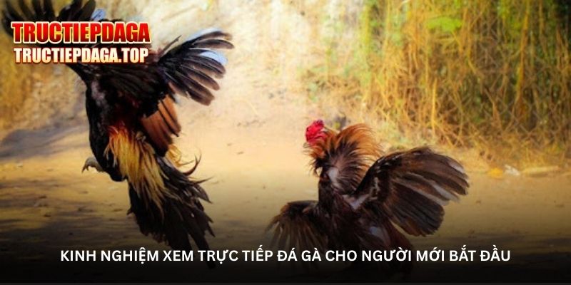 hinh-anh-da-ga-truc-tiep--khong-khi-soi-ga-chan-thuc-tung-giay-tung-phut-5488-2