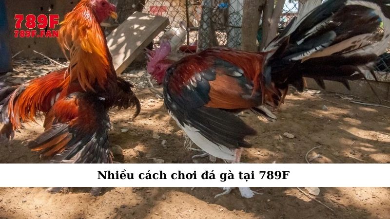 hinh-anh-huong-dn-choi-da-ga-789f-tu-nhap-mon-tro-thanh-cao-thu-3679-1