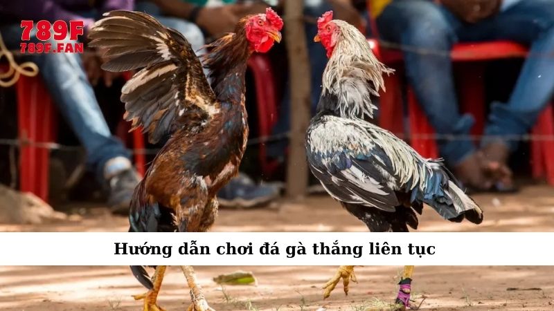hinh-anh-huong-dn-choi-da-ga-789f-tu-nhap-mon-tro-thanh-cao-thu-3679-3