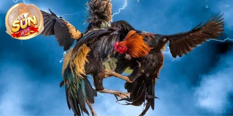 hinh-anh-da-ga-sunwin-tuyet-dinh-than-ke-but-pha-moi-gioi-han-ngay-3376-0