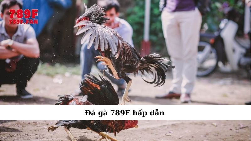hinh-anh-huong-dn-choi-da-ga-789f-tu-nhap-mon-tro-thanh-cao-thu-3679-0