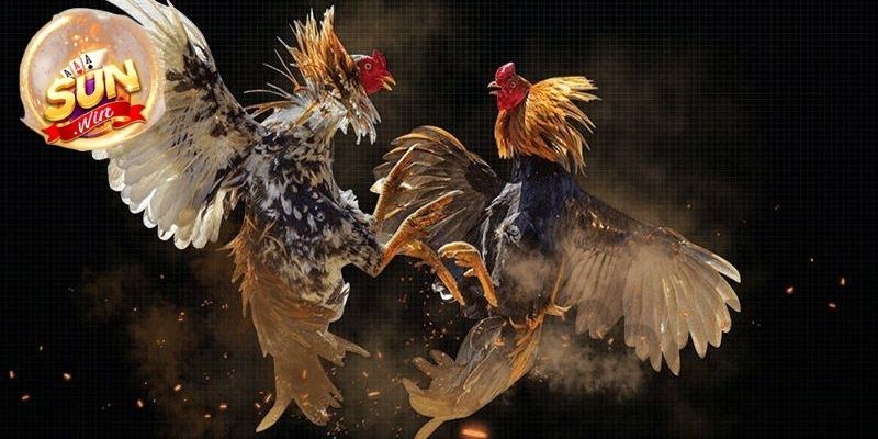 hinh-anh-da-ga-sunwin-tuyet-dinh-than-ke-but-pha-moi-gioi-han-ngay-3376-2