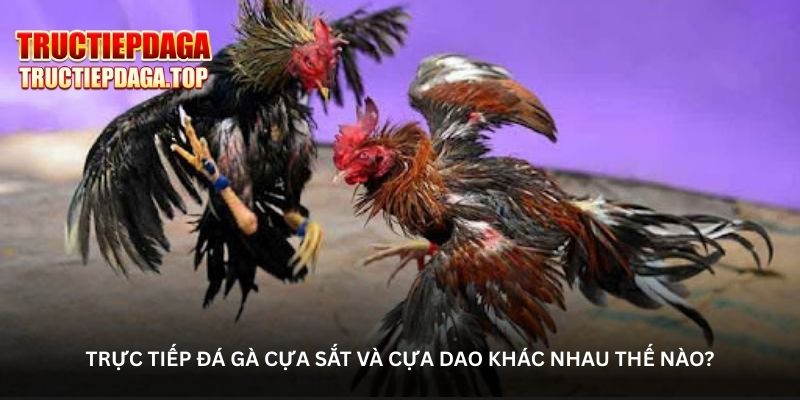 hinh-anh-da-ga-truc-tiep--khong-khi-soi-ga-chan-thuc-tung-giay-tung-phut-5488-1