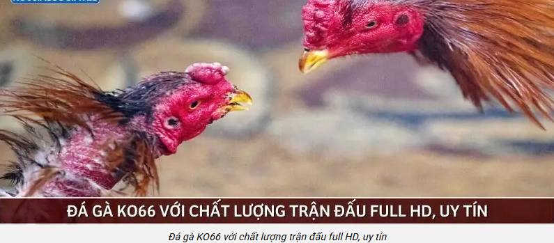 hinh-anh-chien-luoc-quan-von-da-ga-ko66-ky-luat-thang-cam-xuc-5342-0